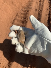 Chaetodipus hispidus