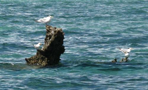 Great Crested Tern