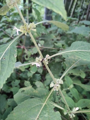 Paraphlomis intermedia