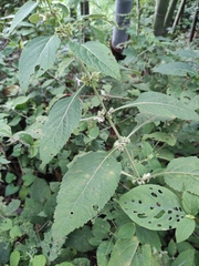 Paraphlomis intermedia