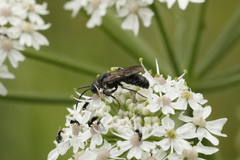 Myrmosidae