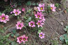 Moraea versicolor