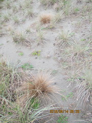 Carex testacea