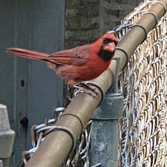 Cardinalis cardinalis