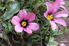 Moraea versicolor