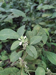 Paraphlomis intermedia