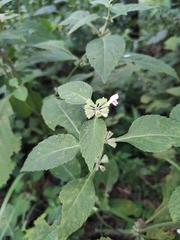 Paraphlomis intermedia