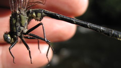 Phanogomphus descriptus