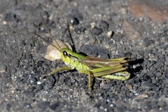 Chorthippus fallax fallax