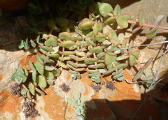 Crassula pellucida marginalis