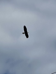 Haliaeetus leucocephalus