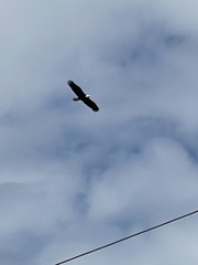 Haliaeetus leucocephalus