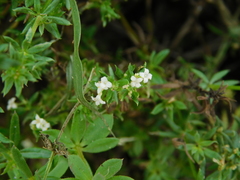 Galium humifusum