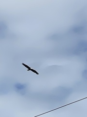 Haliaeetus leucocephalus