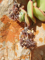 Crassula pellucida marginalis