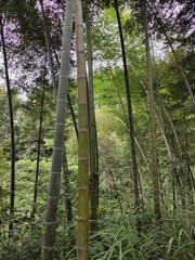 Phyllostachys edulis