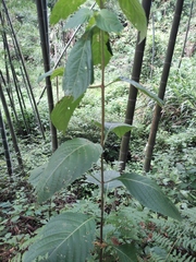 Mussaenda shikokiana