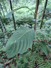 Mussaenda shikokiana