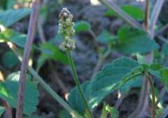 Acalypha ecklonii