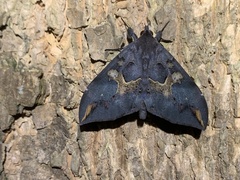 Ischyja ferrifracta