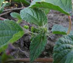 Acalypha ecklonii