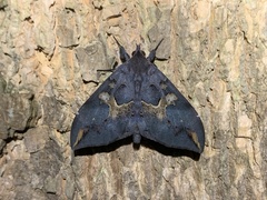 Ischyja ferrifracta