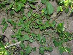 Acalypha ecklonii