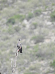 Patagioenas inornata