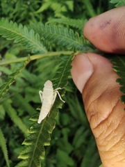 Bothrogonia ferruginea