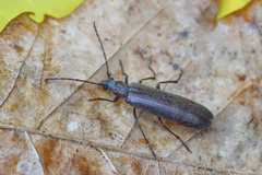Calopus serraticornis