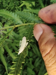 Bothrogonia ferruginea