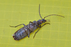 Calopus serraticornis