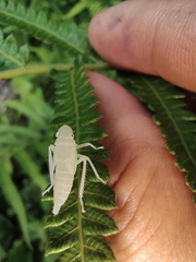 Bothrogonia ferruginea