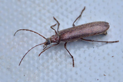 Calopus serraticornis