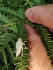 Bothrogonia ferruginea