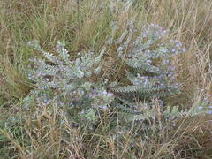 Lobostemon echioides