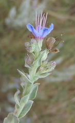 Lobostemon echioides