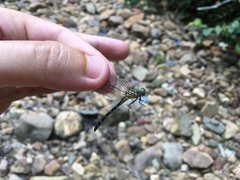 Stylogomphus