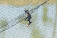 Halcyon smyrnensis perpulchra