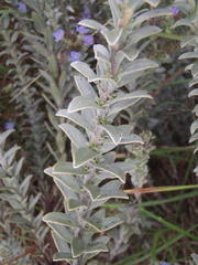 Lobostemon echioides