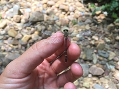 Stylogomphus