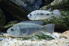 Oreochromis angolensis