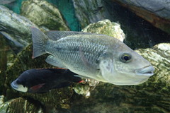 Oreochromis angolensis