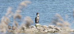 Phalacrocorax carbo