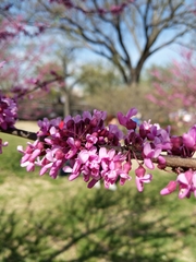 Cercis canadensis