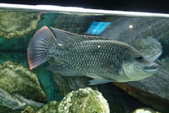 Oreochromis angolensis