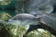 Oreochromis angolensis
