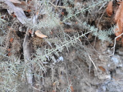 Ulex argenteus argenteus