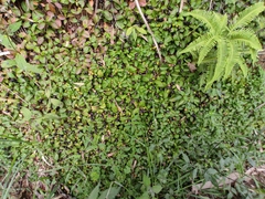 Melastoma dodecandrum