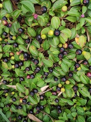 Melastoma dodecandrum